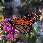 Nancy Swan Testerman - @nancy.testerman.921 - Instagram