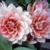 Nancy Thigpen - Facebook