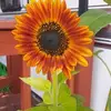 nancythorpevanord - @nancythorpevanord - TikTok