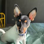 Нэнси - @nancy_toyfox - Instagram