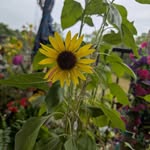 Nancy Trimble - @nancy.trimble.771 - Instagram