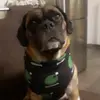 Nancy - @nancypuggle - TikTok