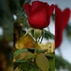 NANCYULLOA❤️ - @nancyulloa_19 - TikTok