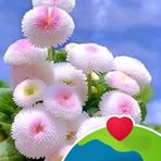 Nancy Ulshafer - Facebook