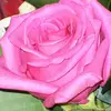 nancyupdegraff - @nancy.howell13 - TikTok