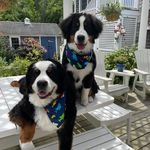 Nancy Verrier Voigt - @nancyvoigt6 - Instagram