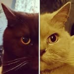 Nancy & Vinci - @nancy_vinci_britishcats - Instagram