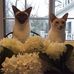 Nancy Vreeland - Facebook