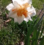 Nancy Wallen - Facebook