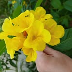 Nancy Wallis - Facebook
