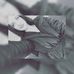 Nancy Wangler - Facebook