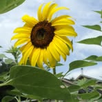 Nancy Wardwell - Facebook