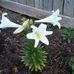 Nancy Wenger - Facebook