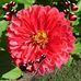 Nancy Westcott - Facebook