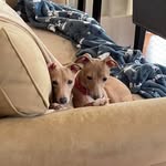 Nancy Wheat - @rattysgma - Instagram
