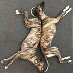 🇬🇧 Brindle Sisters 🏴󠁧󠁢󠁳󠁣󠁴󠁿 - @nancyandmavis.whippet - Instagram