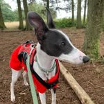 Hi! I'm Nancy! 🐾 - @nancynoodlethewhippet - Instagram