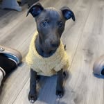 Nancy - @nancy.the.whippet - Instagram