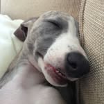 Nancy - @nancythewhippet - Instagram