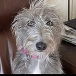Nancy Pants - @nancypants_beddywhippet - Instagram