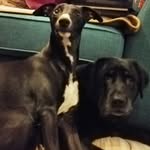 Nancy Pearl - @nancy_pearl_whippet - Instagram