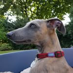 Nancy the Whippet - @nancywhippet - Instagram