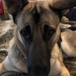 Nancy Whitten - @nancyscatsmeow - Instagram