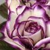 Nancy Whittington - Facebook