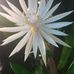 Nancy Wissmann Ortiz - Facebook