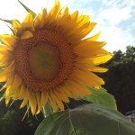 Nancy Wickham - @nanannw - Instagram