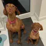 Nancy and Willow - @nancy_willow_vizslas - Instagram