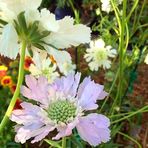 Nancy Wittman - Facebook