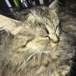 Nancy Gucci witty - @nancyabughoush - Instagram