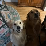 Nancy Farias Womack - @sandygoldendog - Instagram