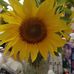 Nancy Woodham - Facebook