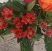 Nancy Yazzie - Facebook