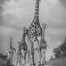 Nancy Zajac - Facebook