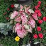 Nancy Bohrer Zirkle-Cookie - @cookiezirkle - Instagram