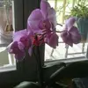 Nanette Avery - @user252763109 - TikTok