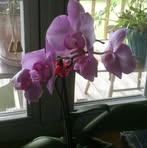 Nanette Avery - Facebook