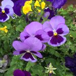 Nanette Cormier Wenholz - @nwenholz - Instagram