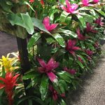 Nanette Cox - @plantmasters - Instagram