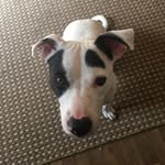 Nanette Davis - @bullymanandskyjuice - Instagram