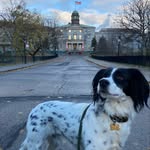 Nanette Dodson Skjerven - @ollie_the_collie_to_college - Instagram