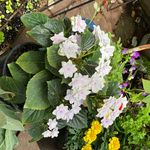 Nanette Ford - @njford1953 - Instagram