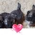 Nanette Fraser - Facebook