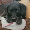 nanettelong - @pupsluv2 - TikTok