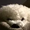 nanettemitchell5 - @nanettemitchell5 - TikTok