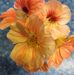 Nanette Moore - Facebook