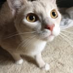 Nanette Nicholson - @nettegoat - Instagram